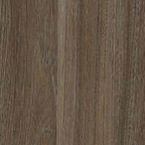 Swiss Elm