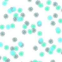 Wintergreen Daisy