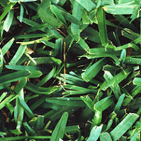 Turf