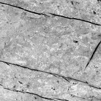 Fossil Marble