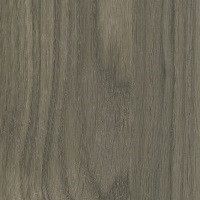 Enticed Black Oak