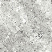White Lightning Fossil