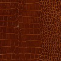 Mahogany Crocodile