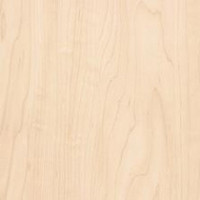 Manitoba Maple