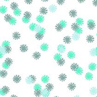 Wintergreen Daisy
