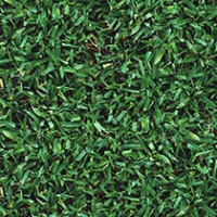 Turf