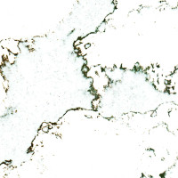 Calacatta Volegno
