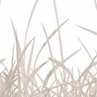 Beech Grasses